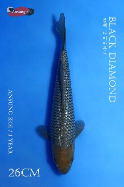 블랙다이아몬드 26cm