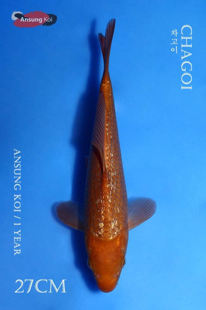 은린 차고이 27cm
