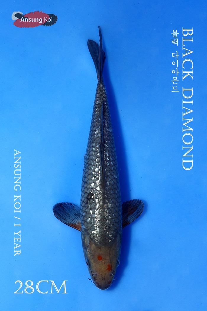 블랙다이아몬드 28cm
