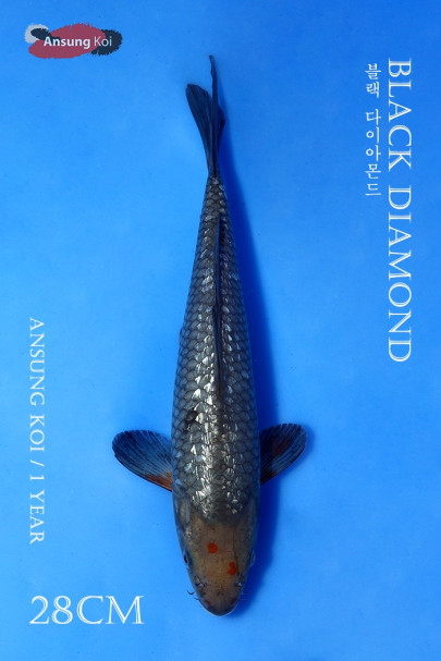 블랙다이아몬드 28cm