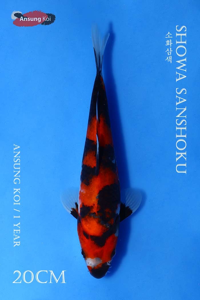 소화삼색 20cm