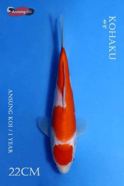 홍백 22cm