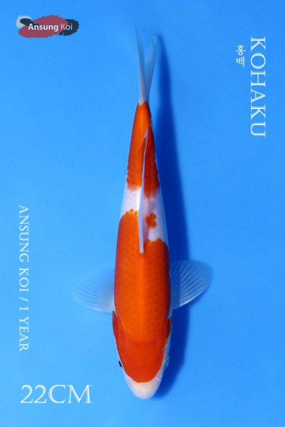 홍백 22cm