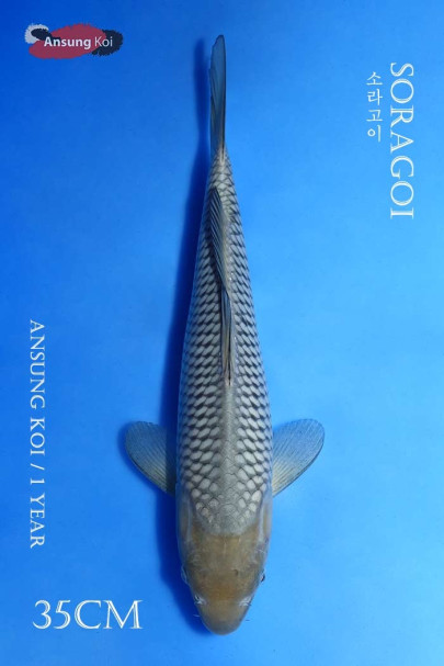 소라고이 35cm