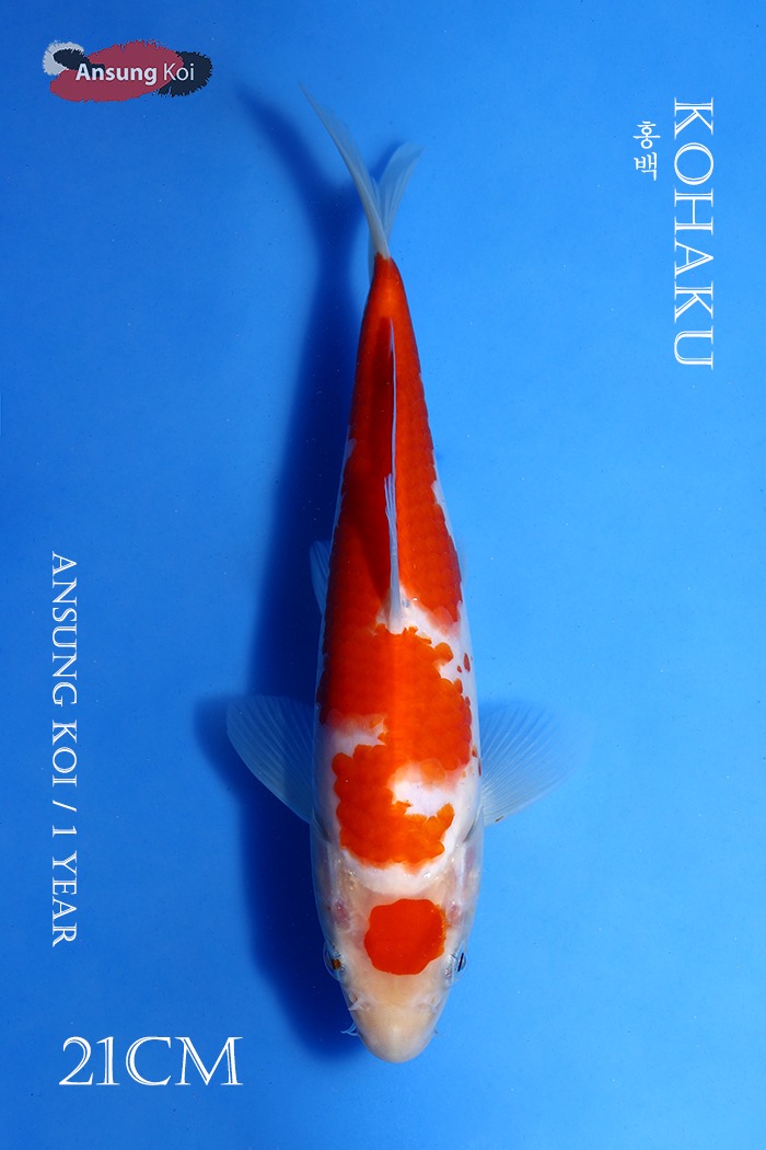 홍백 21cm