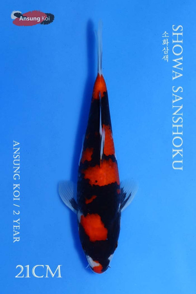 소화삼색 21cm