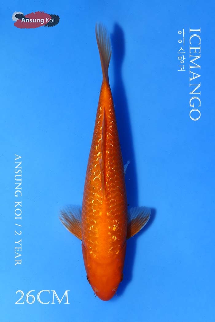 아이스 망고 26cm