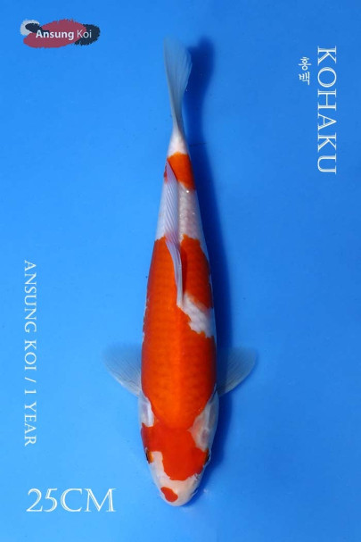 홍백 25cm