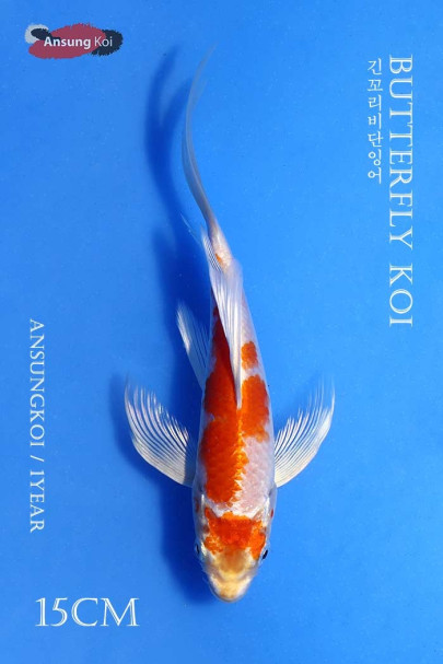 하리와케 버터플라이코이 15cm