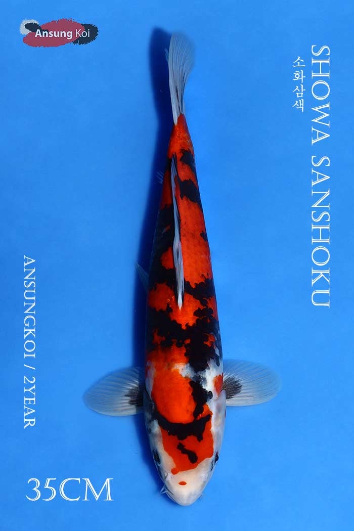 소화삼색 35cm