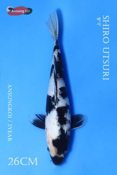 백사 26cm