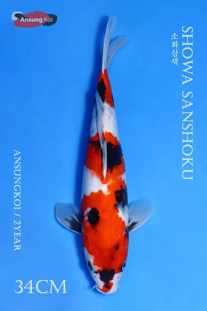 소화삼색 34cm