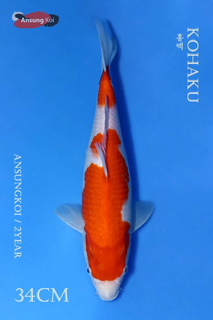 홍백 34cm