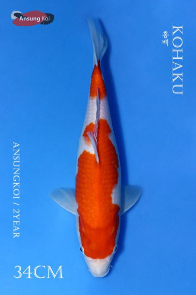 홍백 34cm