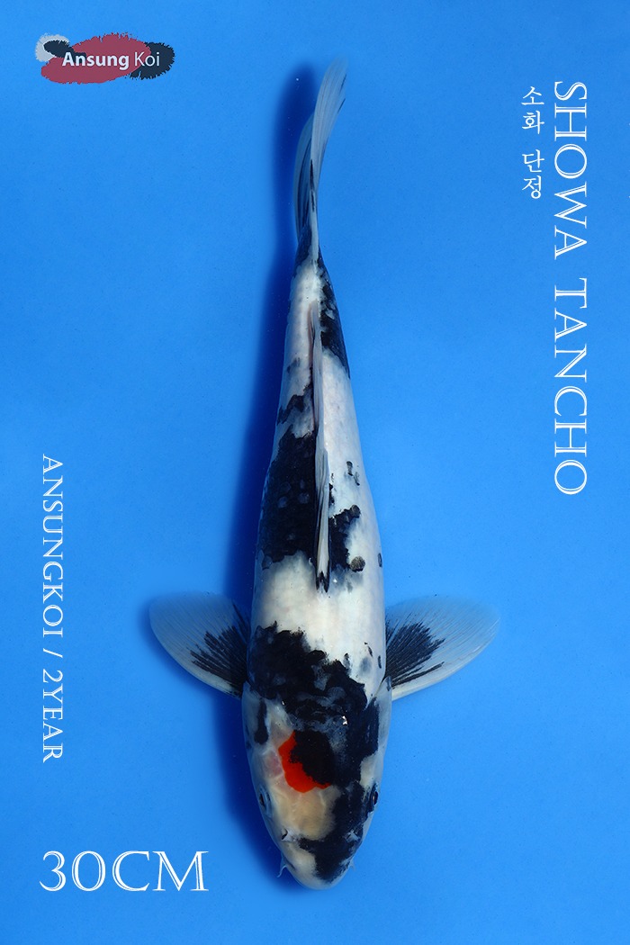 소화단정 30cm