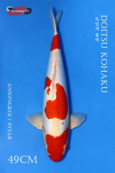 독일계 홍백 49cm
