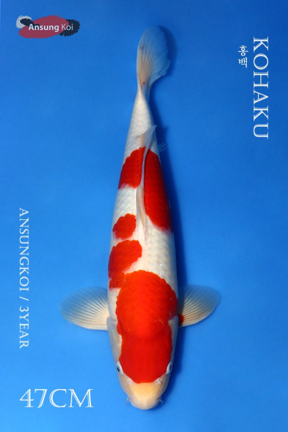 홍백 47cm