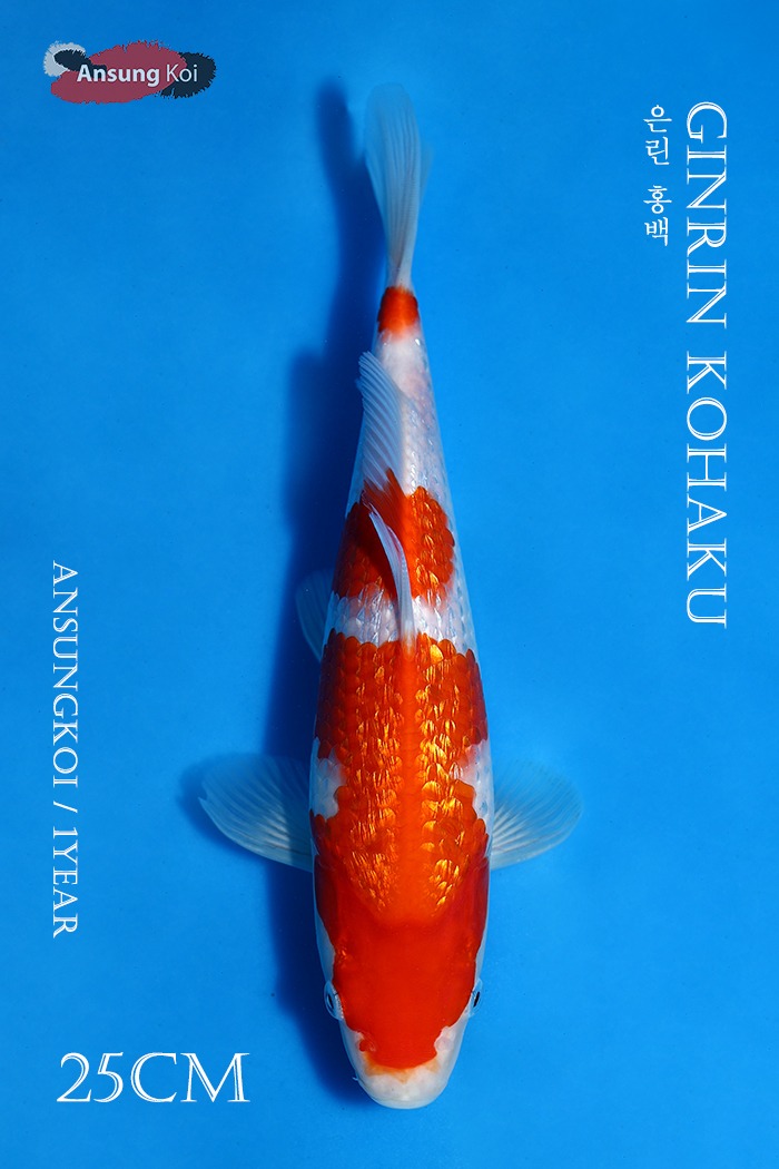 은린 홍백 25cm