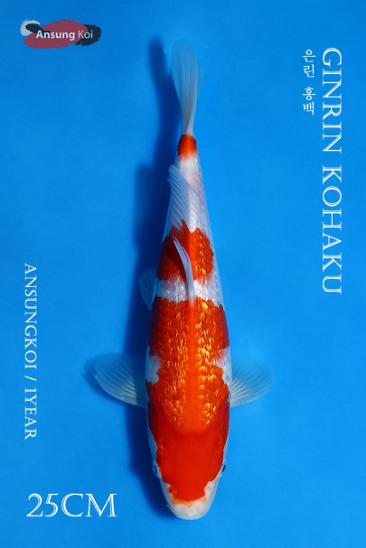 은린 홍백 25cm