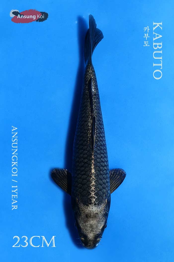 카부토 23cm