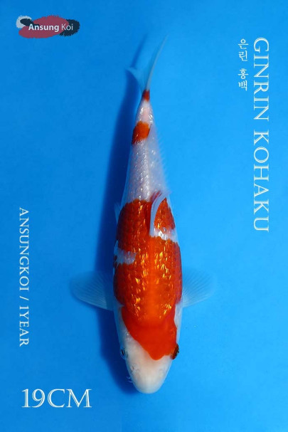은린 홍백 19cm