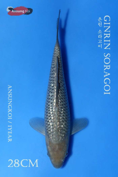 은린 소라고이 28cm