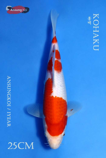 홍백 25cm