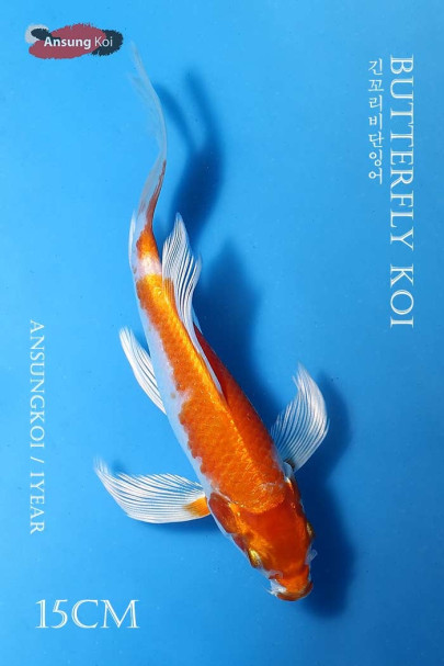 하리와케 버터플라이코이 15cm