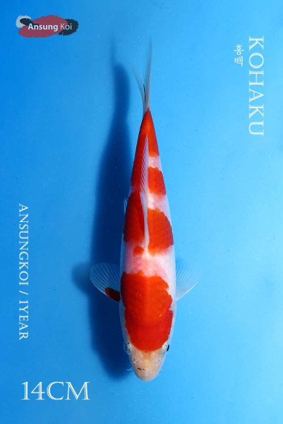 홍백 14cm