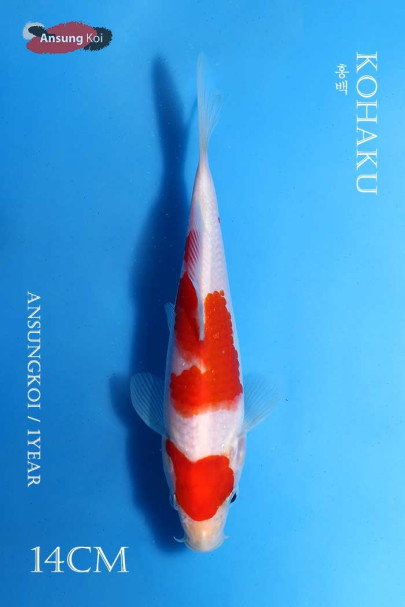 홍백 14cm