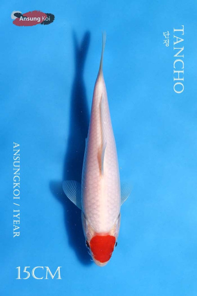 단정 15cm