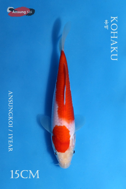 홍백 15cm