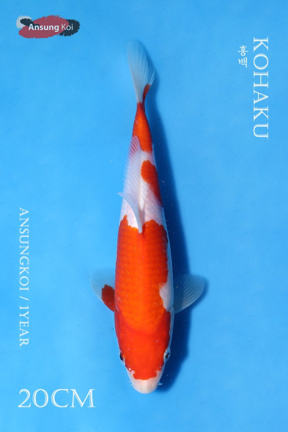 홍백 20cm