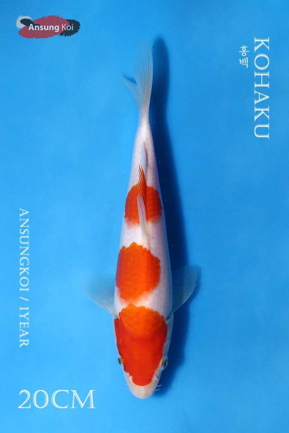 홍백 20cm