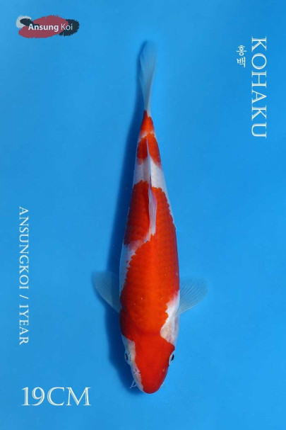 홍백 19cm