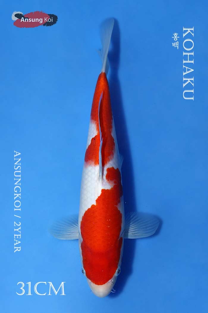 홍백 31cm