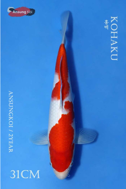 홍백 31cm