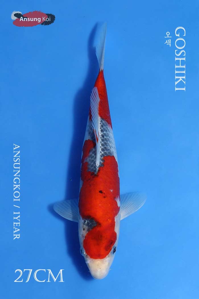 오색 27cm
