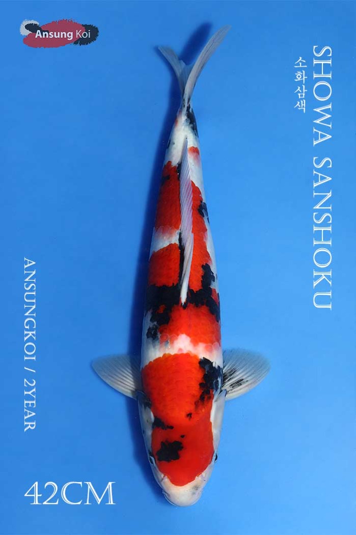 소화삼색 42cm