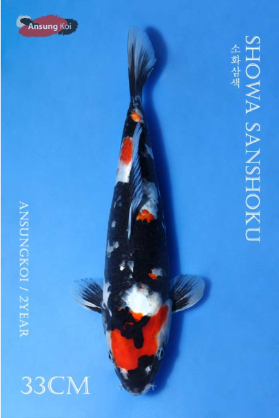 소화삼색 33cm