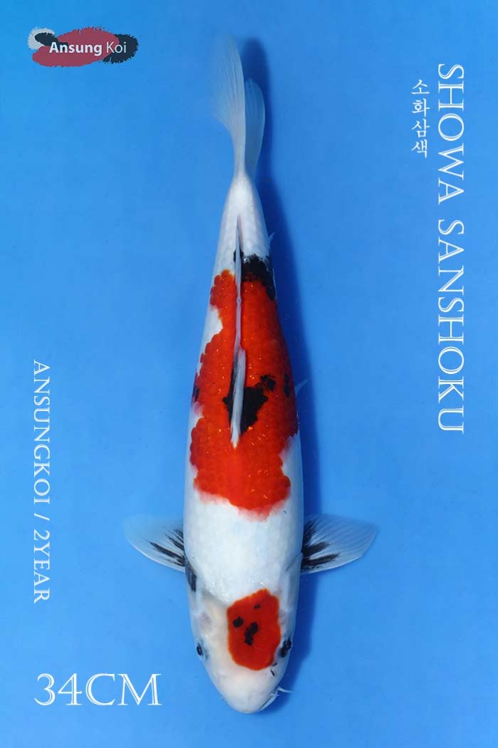 소화삼색 34cm