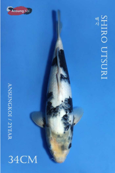 백사 34cm