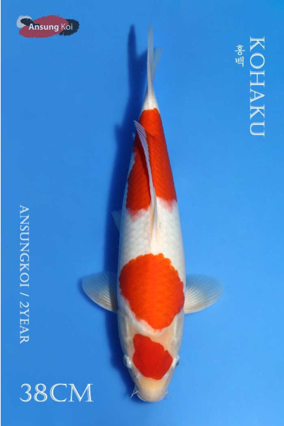 홍백 38cm