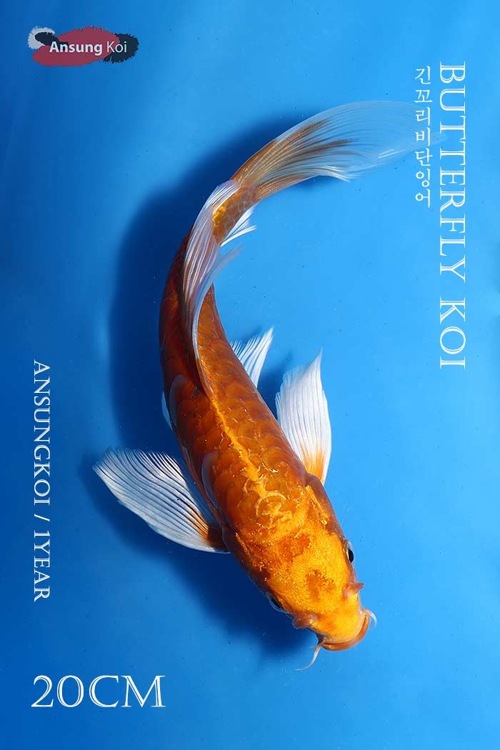 독일계 골드 버터플라이코이 20cm