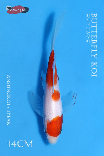 홍백 버터플라이코이 14cm