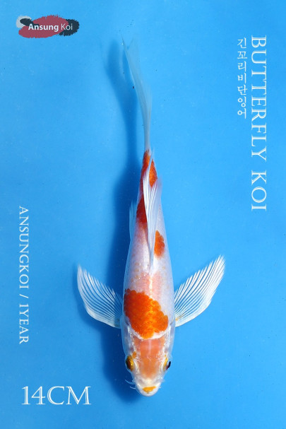 하리와케 버터플라이코이 14cm