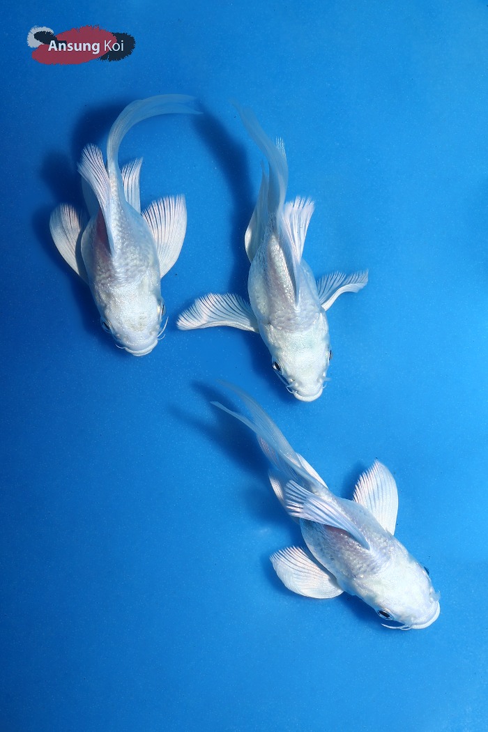 숏바디 플래티넘 버터플라이코이 10cm 전후, 15cm전후