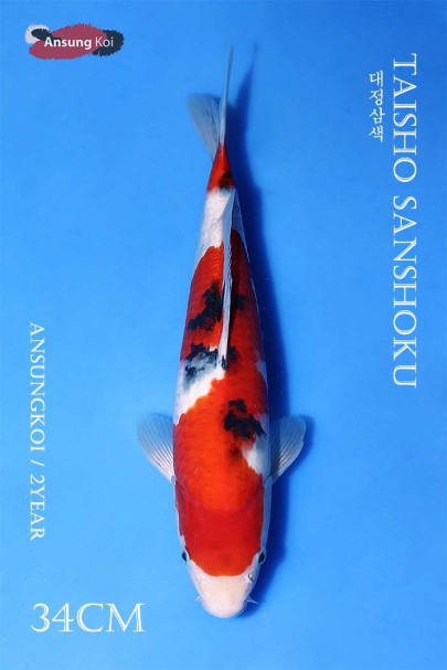 대정삼색 34cm