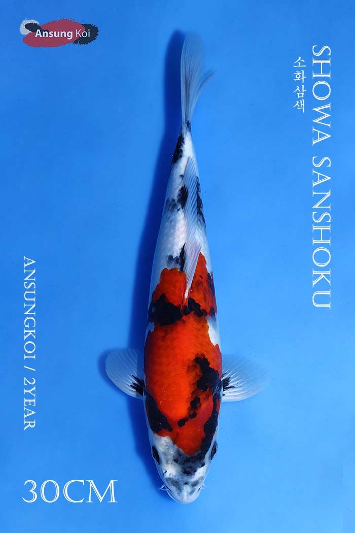 소화삼색 30cm