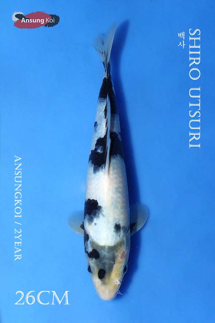 백사 26cm